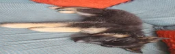 Shepsky dogs for sale: German Shepherd pups - Advert 16