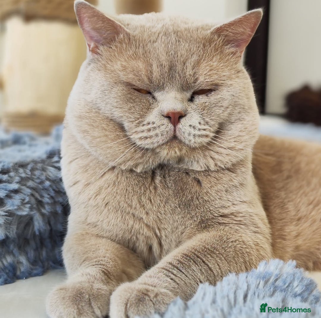 British Shorthair cats for sale: Beautiful Lilac British Shorthair Male Kitten - Advert 2