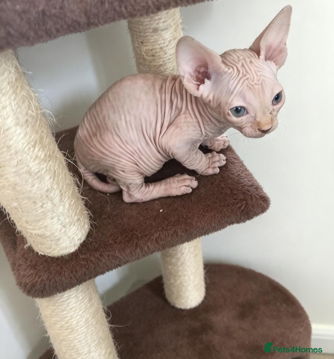 Sphynx cats for sale: 2 STUNNING CANADIAN SPHYNX BOYS  - Advert 2
