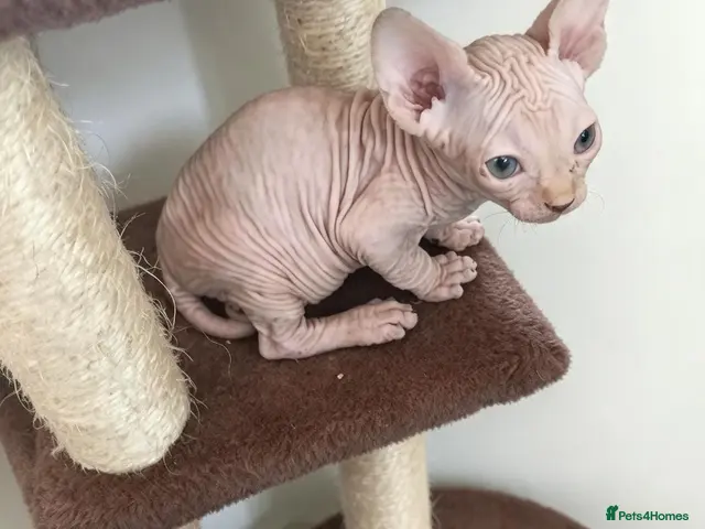 Sphynx cats for sale: 2 STUNNING CANADIAN SPHYNX BOYS - Advert 2
