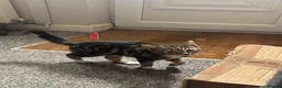 Mixed Breed cats for sale: Three Cats in Kidderminster - Advert 5