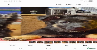 German Shepherd dogs - Advert 14