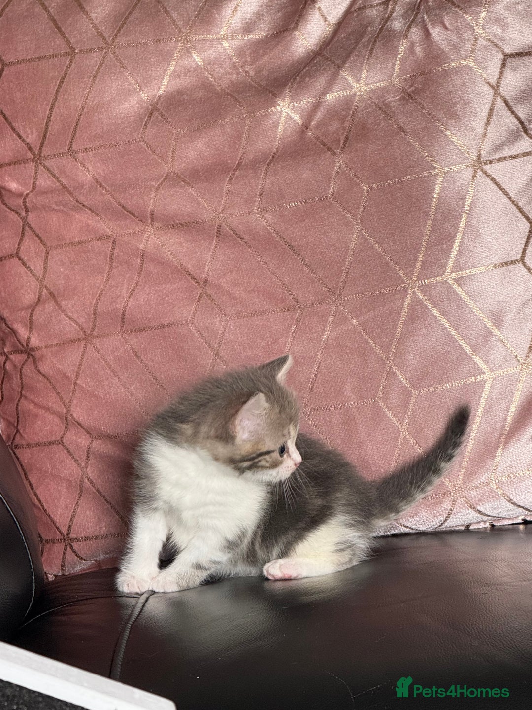British Shorthair cats for sale: Half British shorthair for sale - Image 8