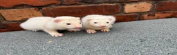 Mixed Breed livestock for sale: Ferret kits  - Advert 2