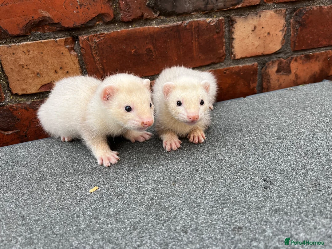Mixed Breed livestock for sale: Ferret kits  - Advert 2