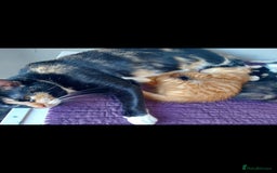 British Shorthair cats for sale: British shorthair cross domestic short hair  - Image 5