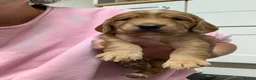 Cocker Spaniel dogs for sale: Golden cocker spaniel pups  - Advert 2