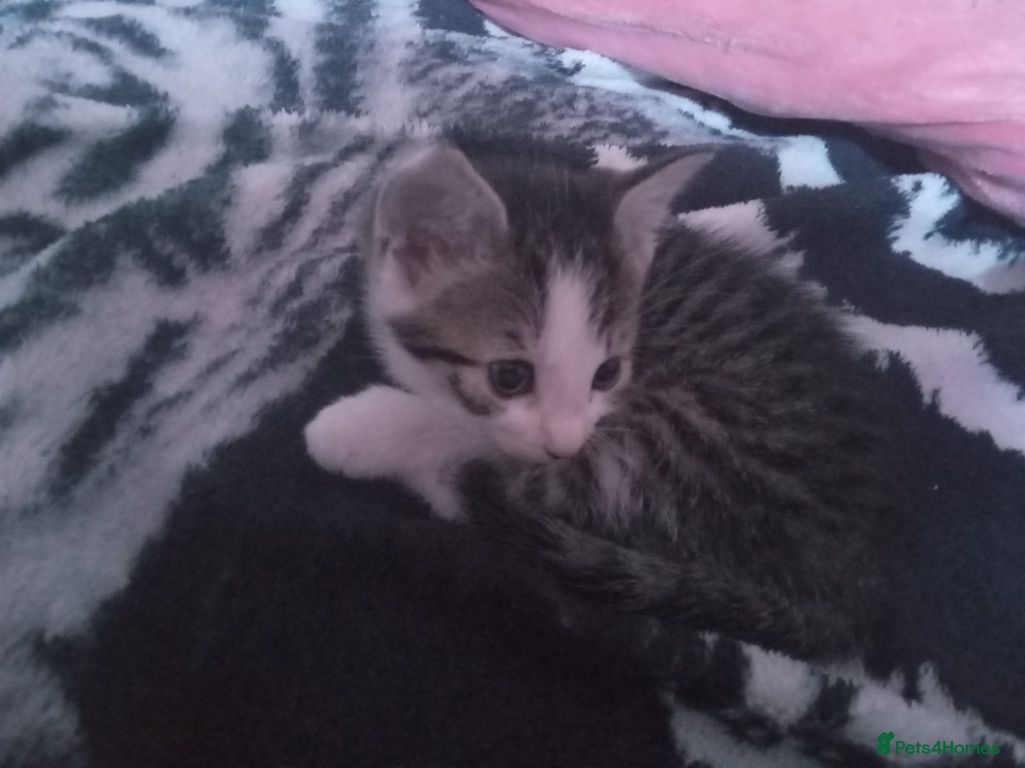 Mixed Breed cats Tabby and white kitten and ginger kitten  - Advert 14