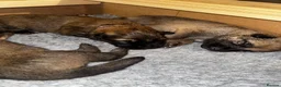 German Shepherd dogs for sale: Beautiful Working Line Pups in Preston - Advert 6