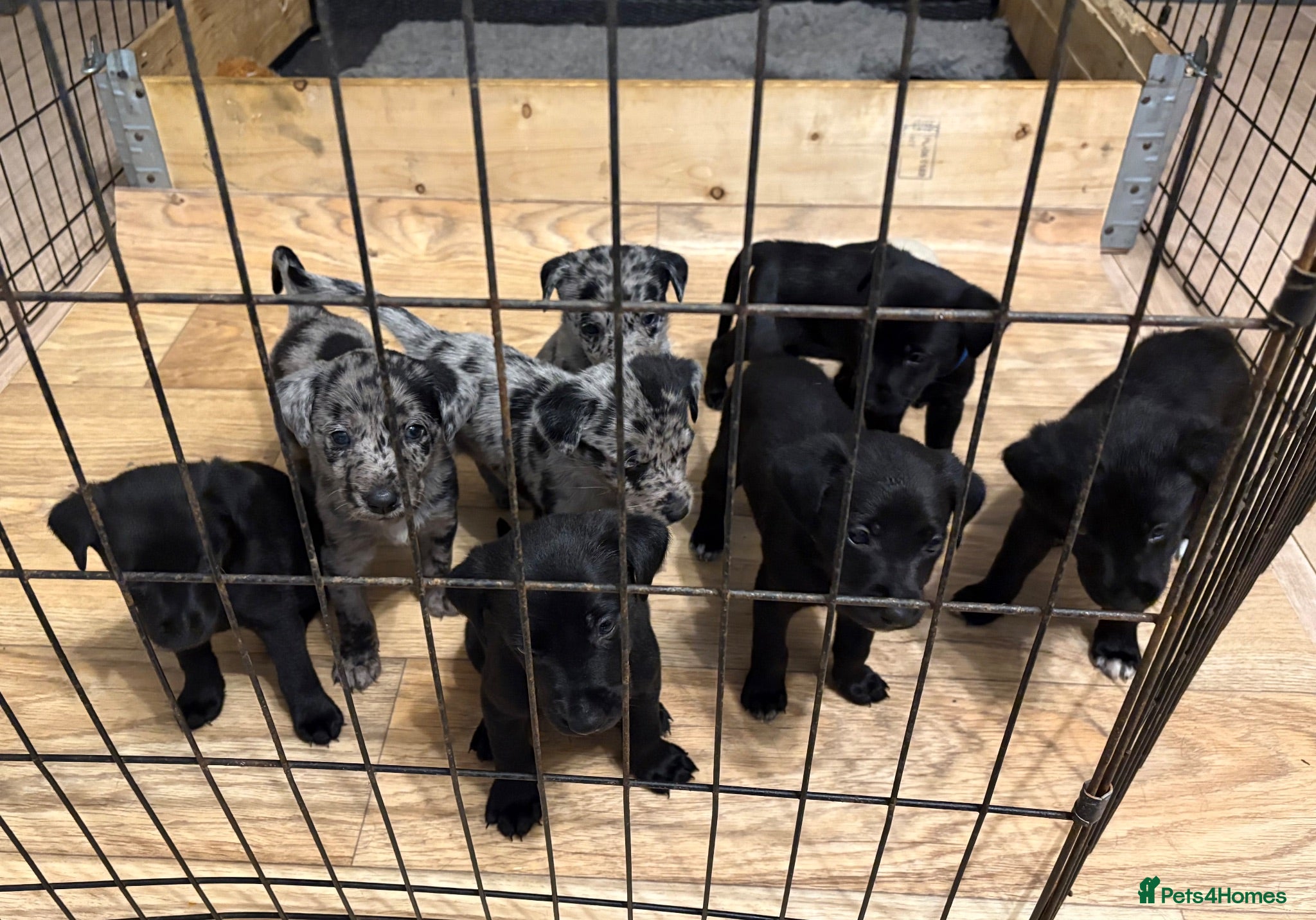 Borador dogs 2 Labrador x collie puppies available  - Advert 1