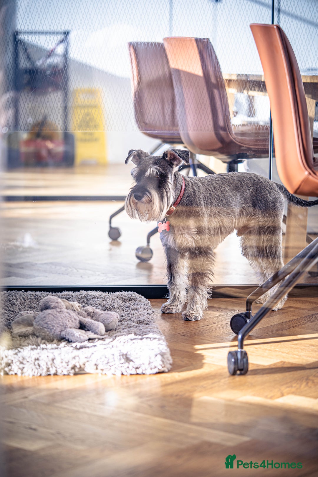 Miniature Schnauzer dogs for stud: Merlin the Magnificent  - Advert 5