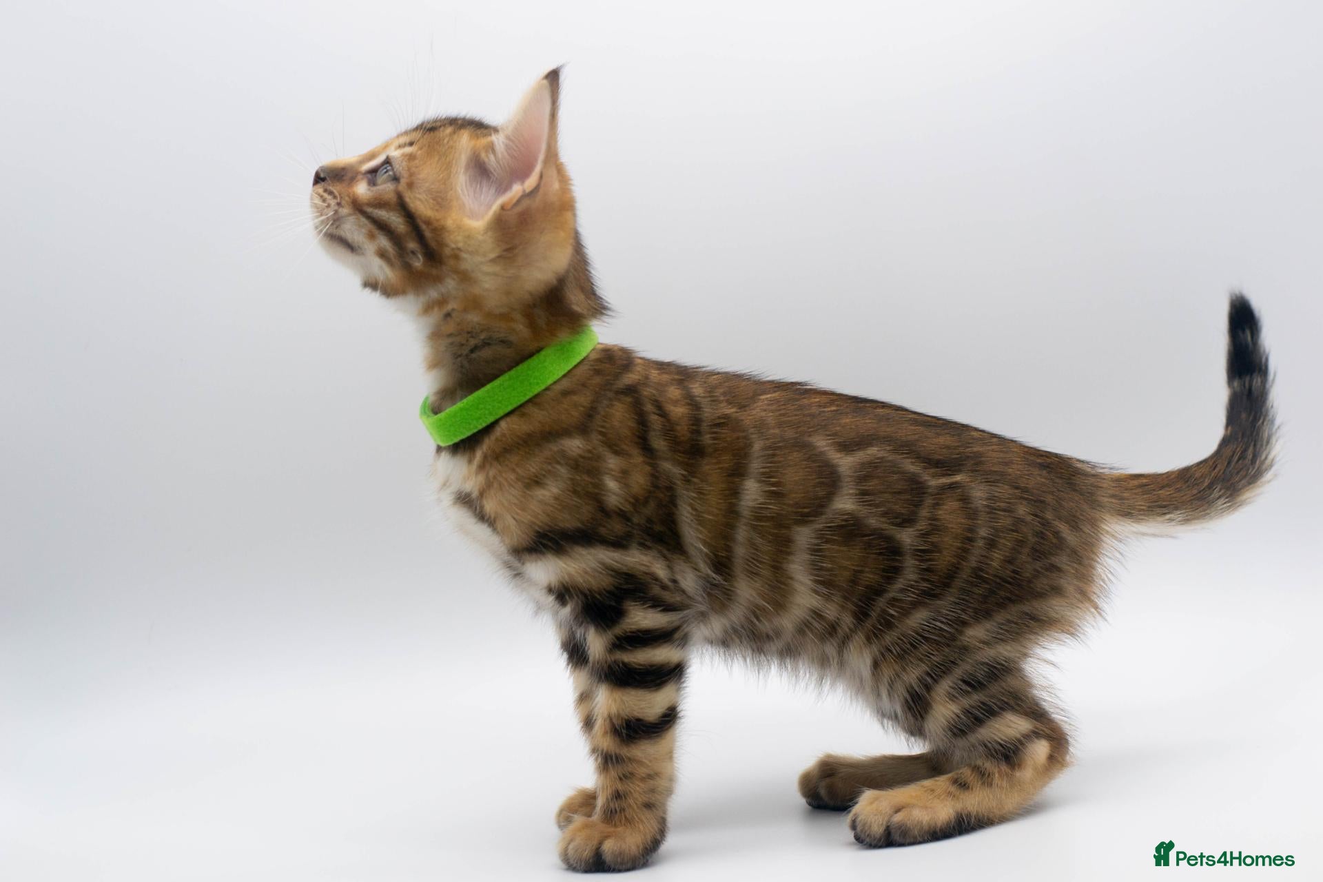 Bengal cats TICA Registered Brown & Snow Lynx Bengal Kittens - Advert 18