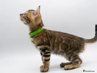 Bengal cats TICA Registered Brown & Snow Lynx Bengal Kittens - Advert 18