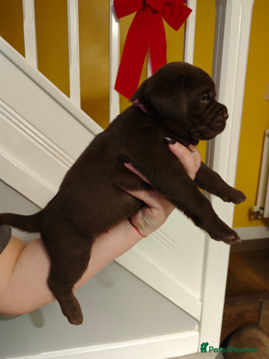 Labrador Retriever dogs for sale: Chocolate Labrador Retriever Puppies-Family Raised - Advert 15
