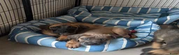 Cane Corso dogs for sale: Ready now 4 beautiful caneCorso pups - Advert 8