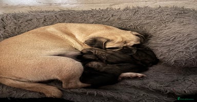 Pug dogs Beautiful Pug Puppies - Advert 12