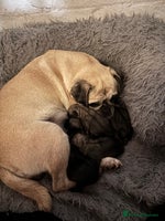Pug dogs Beautiful Pug Puppies - Advert 12
