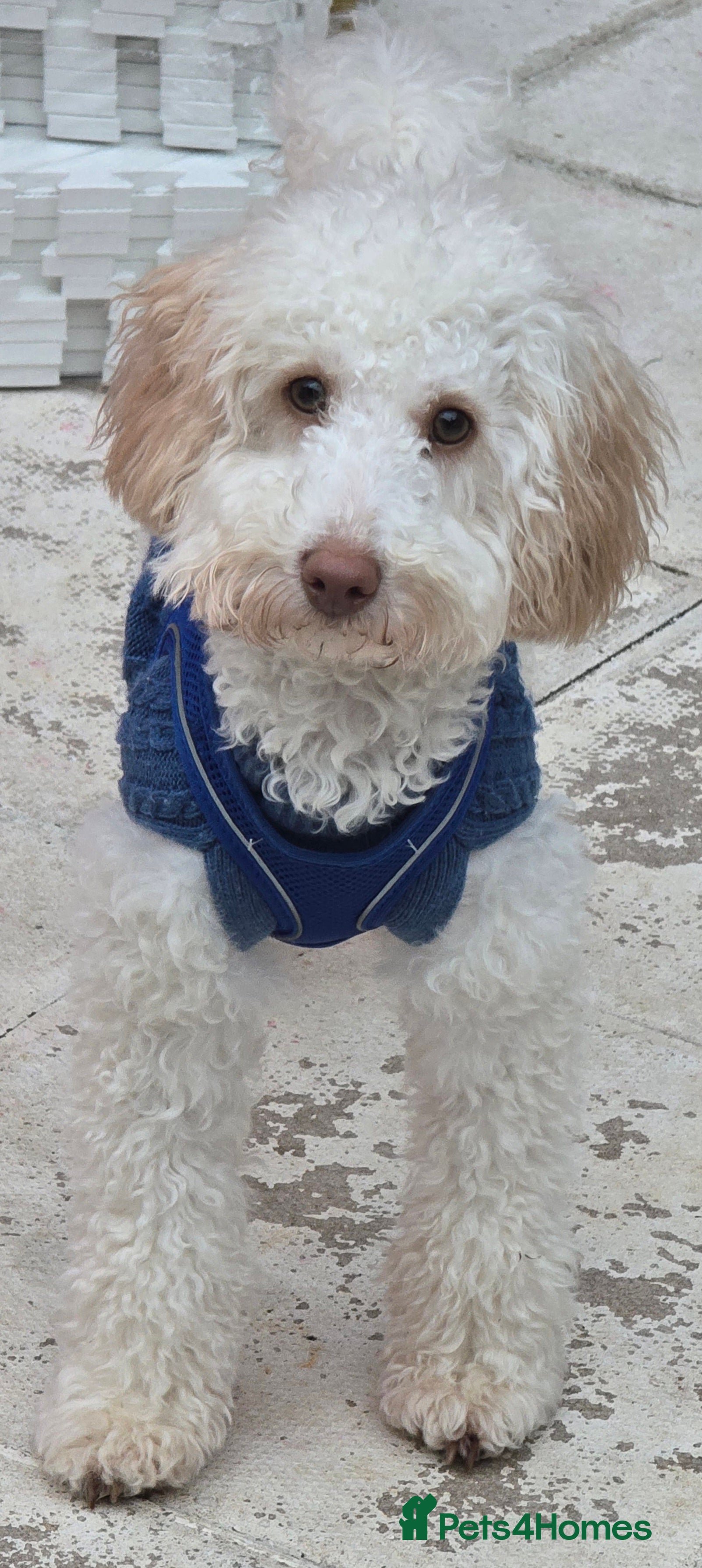 Cavapoo dogs Beautiful male cavapoo needs new home  - Advert 13