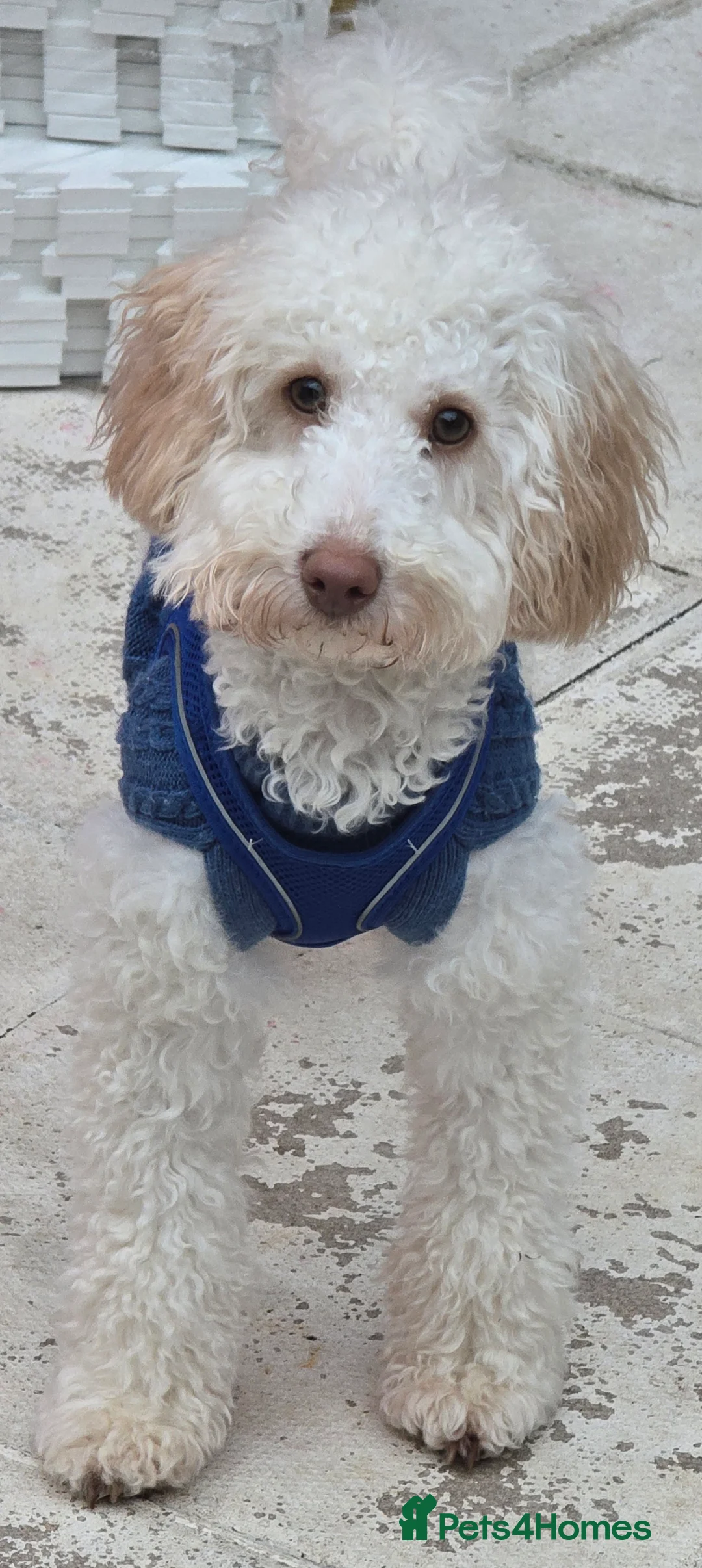 Cavapoo dogs for sale: Beautiful male cavapoo needs new home  - Advert 1