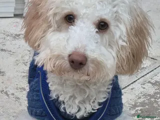 Cavapoo dogs Beautiful male cavapoo needs new home - Advert 13