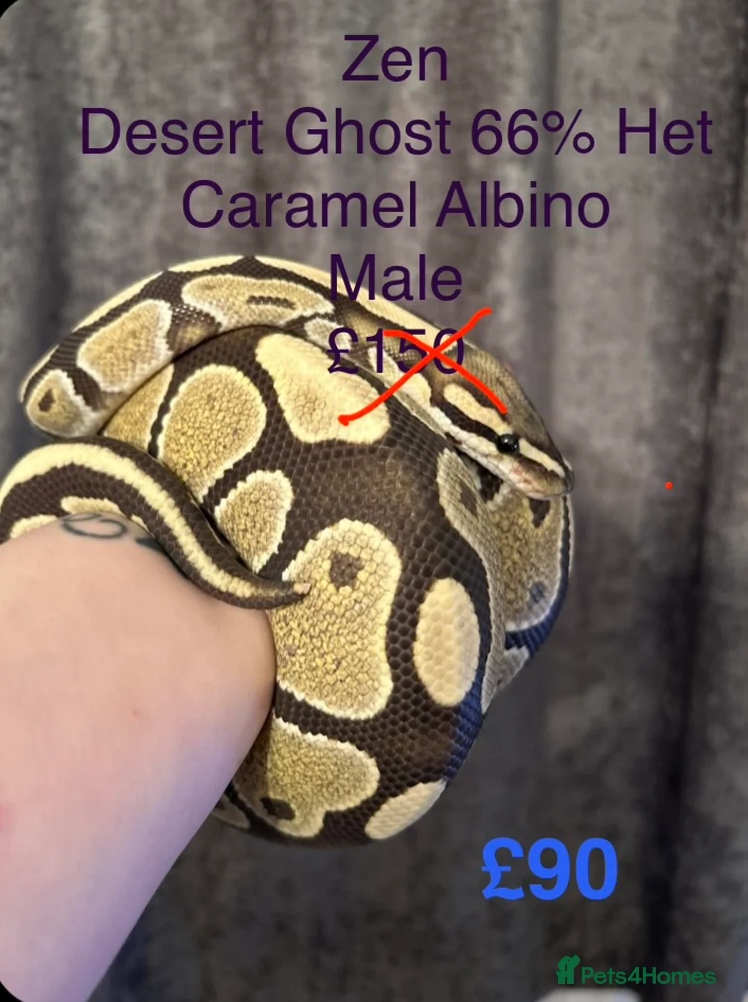 Python Snake reptiles for sale: Royal Pythons in Oldham - Advert 4