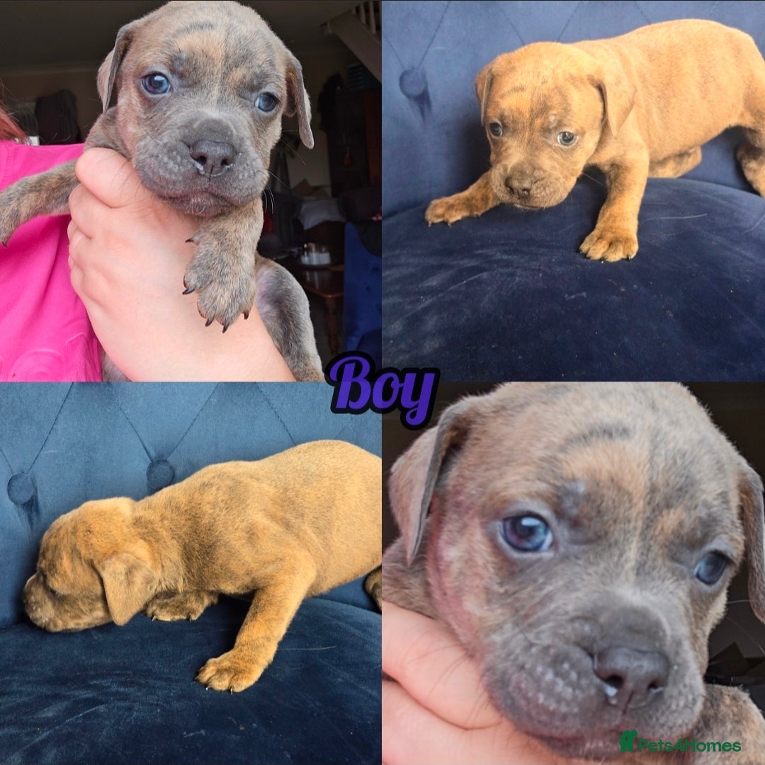 Staffordshire Bull Terrier dogs Stafordshire puppies - Advert 2