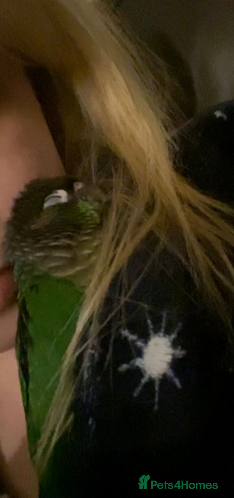 Conures birds Hand reared super tame conure  - Advert 6