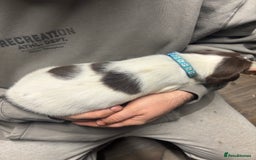 Mixed Breed dogs for sale: Spaniel puppies - Advert 7