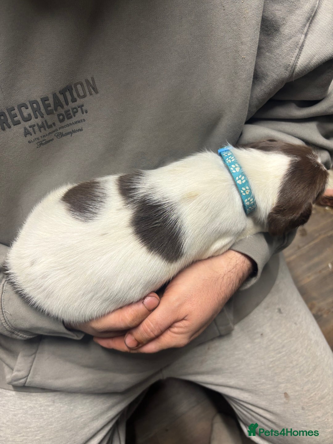 Mixed Breed dogs for sale: Spaniel puppies - Advert 7