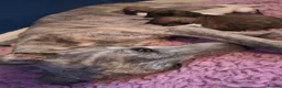 Whippet dogs for sale: KC Registered Small Whippet Puppies  - Advert 2