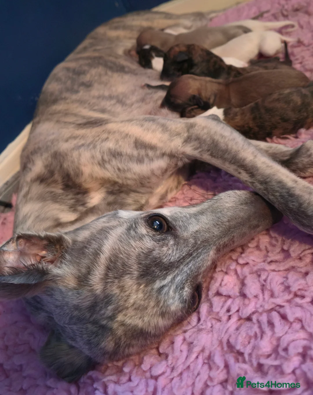 Whippet dogs for sale: KC Registered Small Whippet Puppies  - Advert 2
