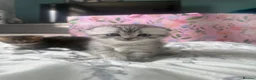 Scottish Fold cats for sale: Scottish fold and Scottish straight kittens - Advert 9