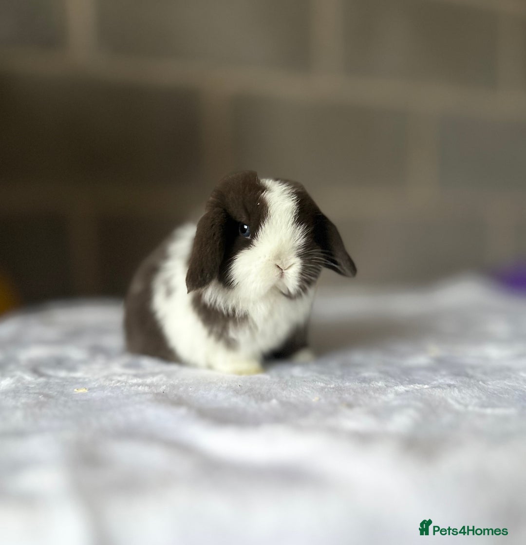 Mini Lop rabbits for sale: Mini Lops available to Reserve 🐰 - Advert 2