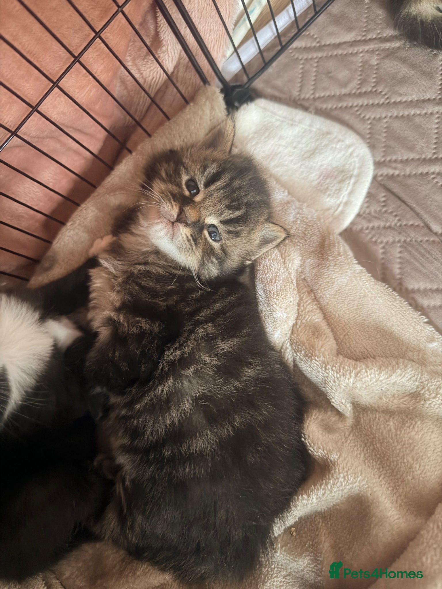 Maine Coon cats Mainecoon kittens 2x boys left  - Advert 14