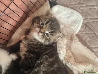 Maine Coon cats Mainecoon kittens 2x boys left - Advert 14