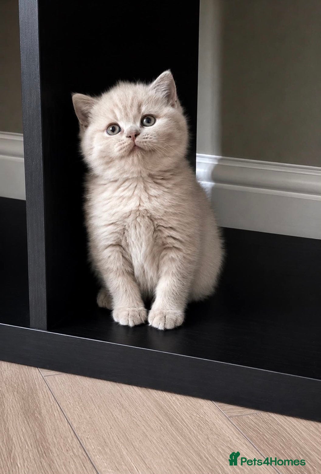 British Shorthair cats Beautiful lilac British short hair kittens - Advert 9
