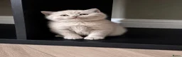 British Shorthair cats for sale: Beautiful lilac British short hair kittens - Advert 8