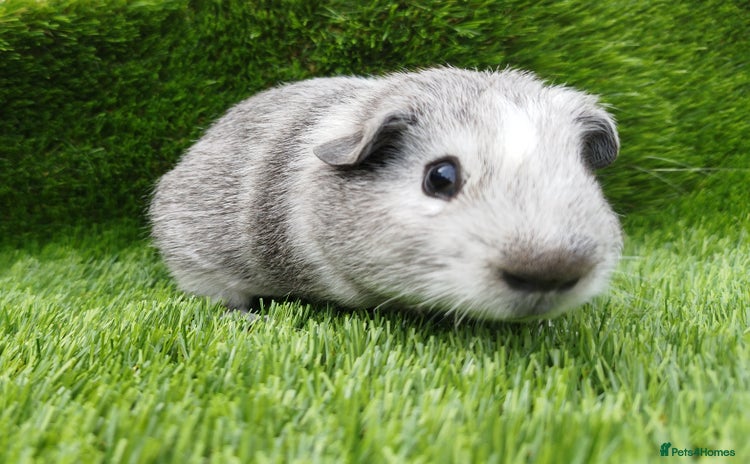 Guinea Pig rodents - Advert 7
