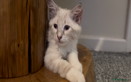 Siberian cats for sale: Siberians with wonderful personalities  - Image 9