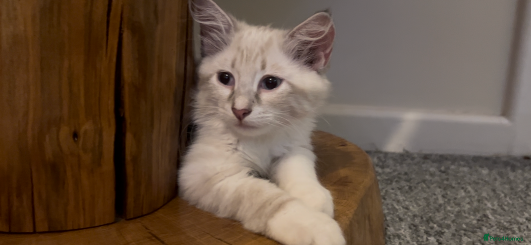 Siberian cats for sale: Siberians with wonderful personalities  - Image 9