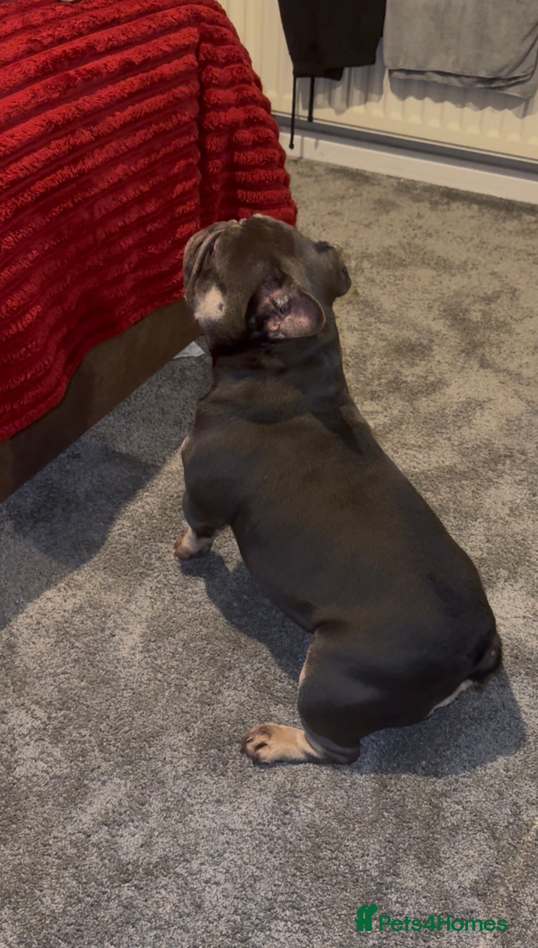 French Bulldog dogs for sale: Pure Pedigree Grey and Tan French bulldog  - Advert 4