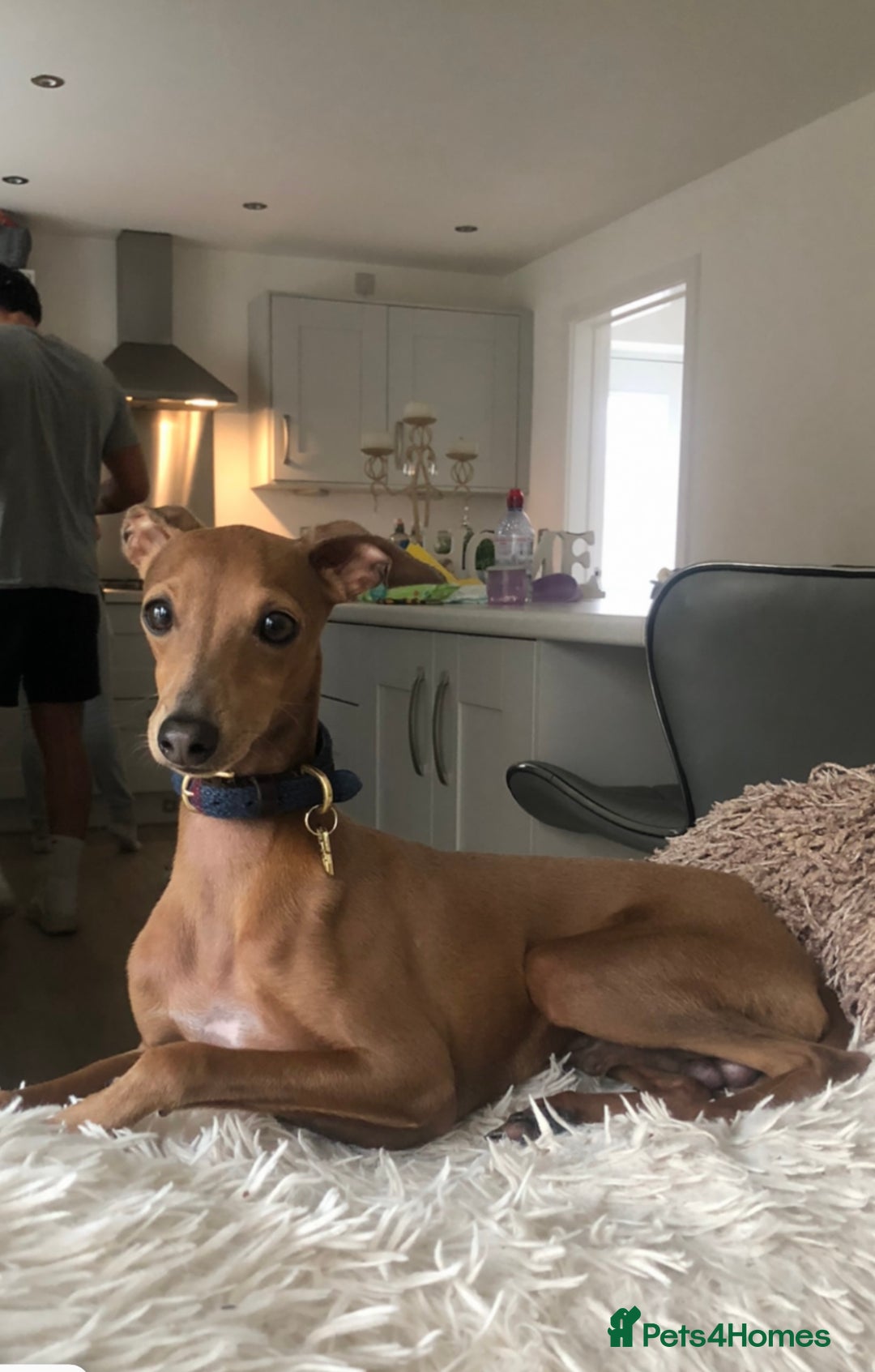 Italian Greyhound dogs for stud:   STUD DOG.  PROVEN ITALIAN GREYHOUND  in Goole - Image 19