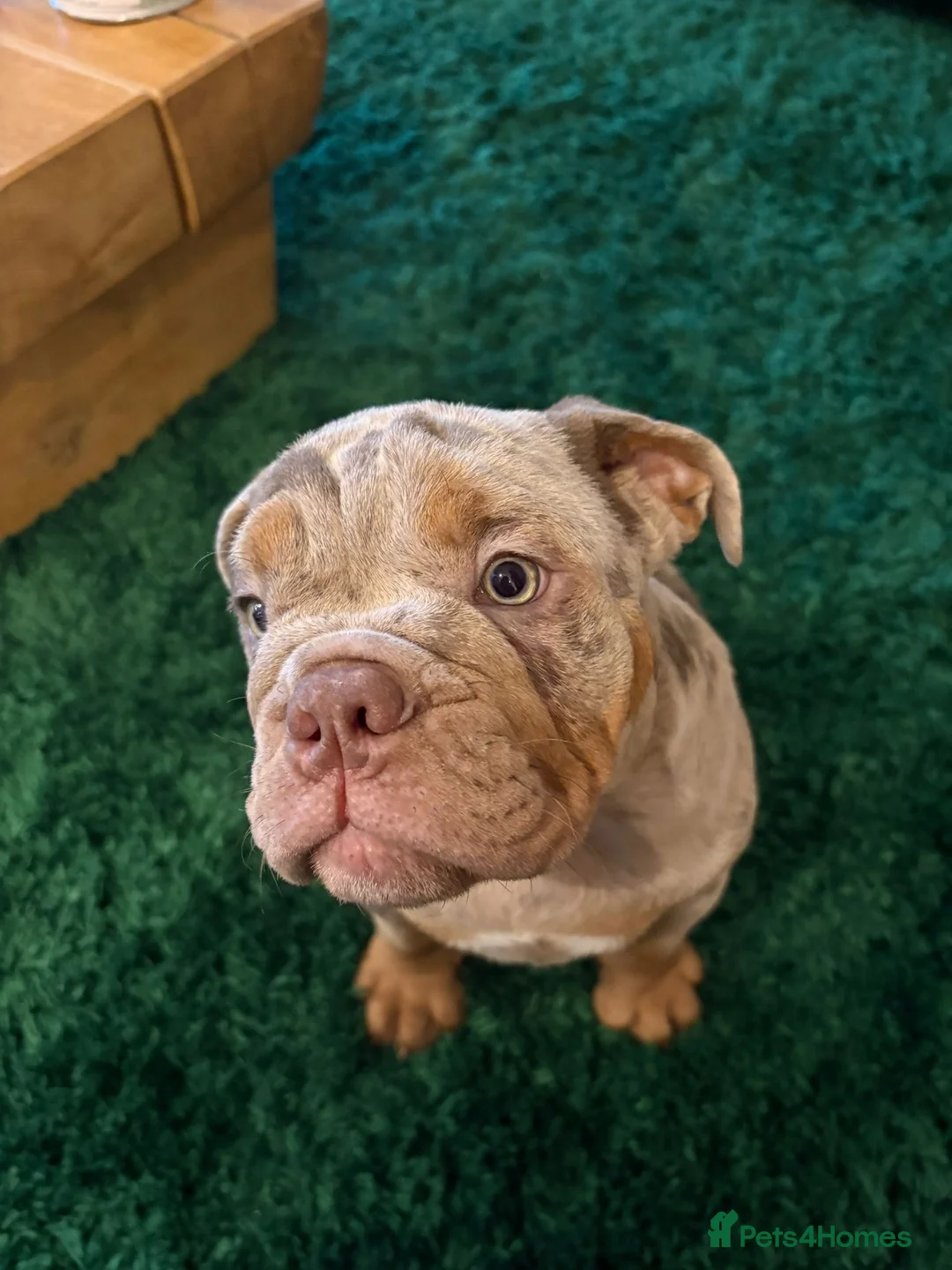 English Bulldog dogs for sale: Bulldog Puppies Champion bloodlines - Advert 34