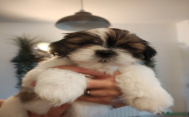 Lhasa Apso dogs - Advert 2