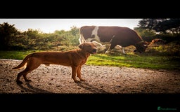 Labrador Retriever dogs for stud: FOX RED Health Tested KC Labrador Retriever - Advert 4