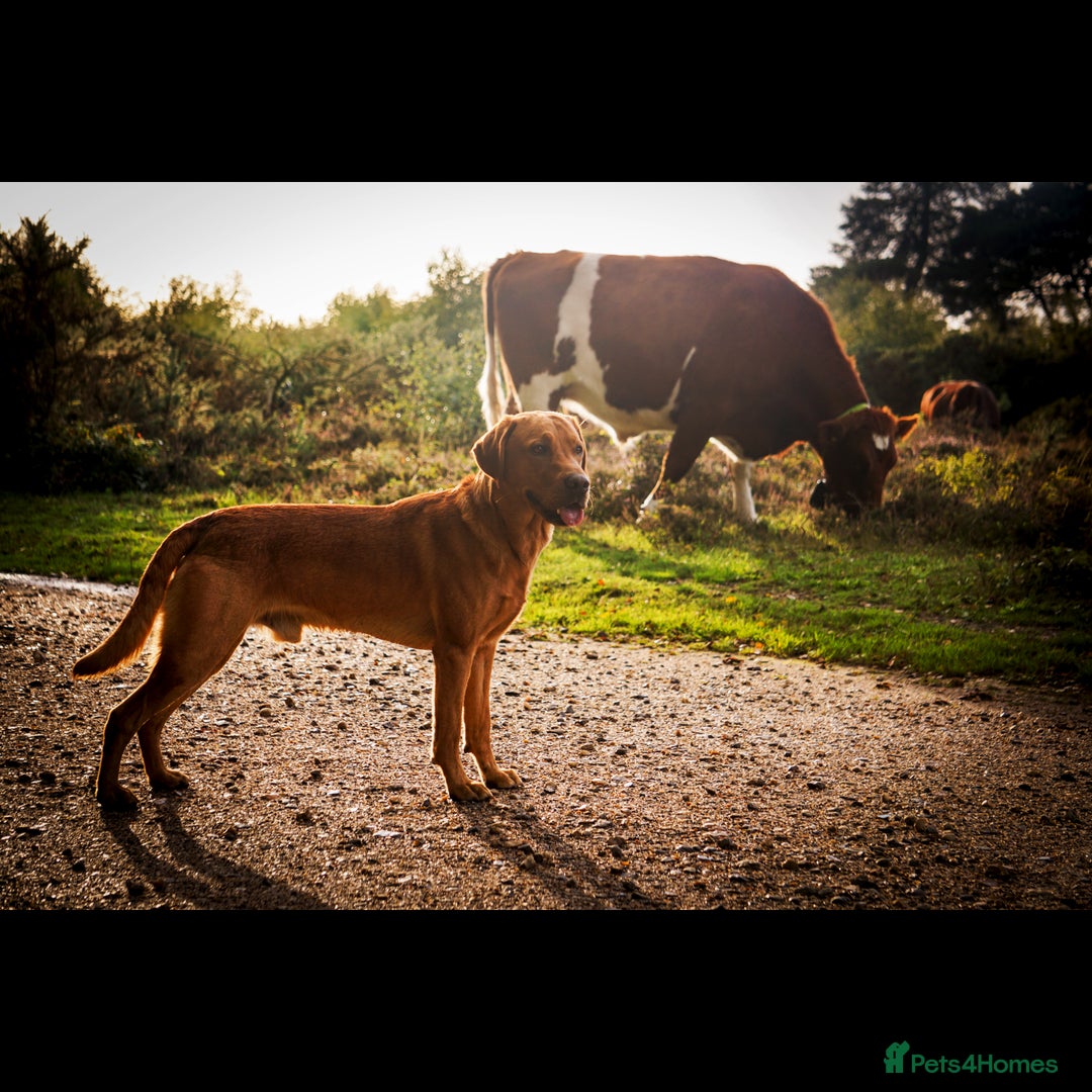 Labrador Retriever dogs for stud: FOX RED Health Tested KC Labrador Retriever - Advert 4