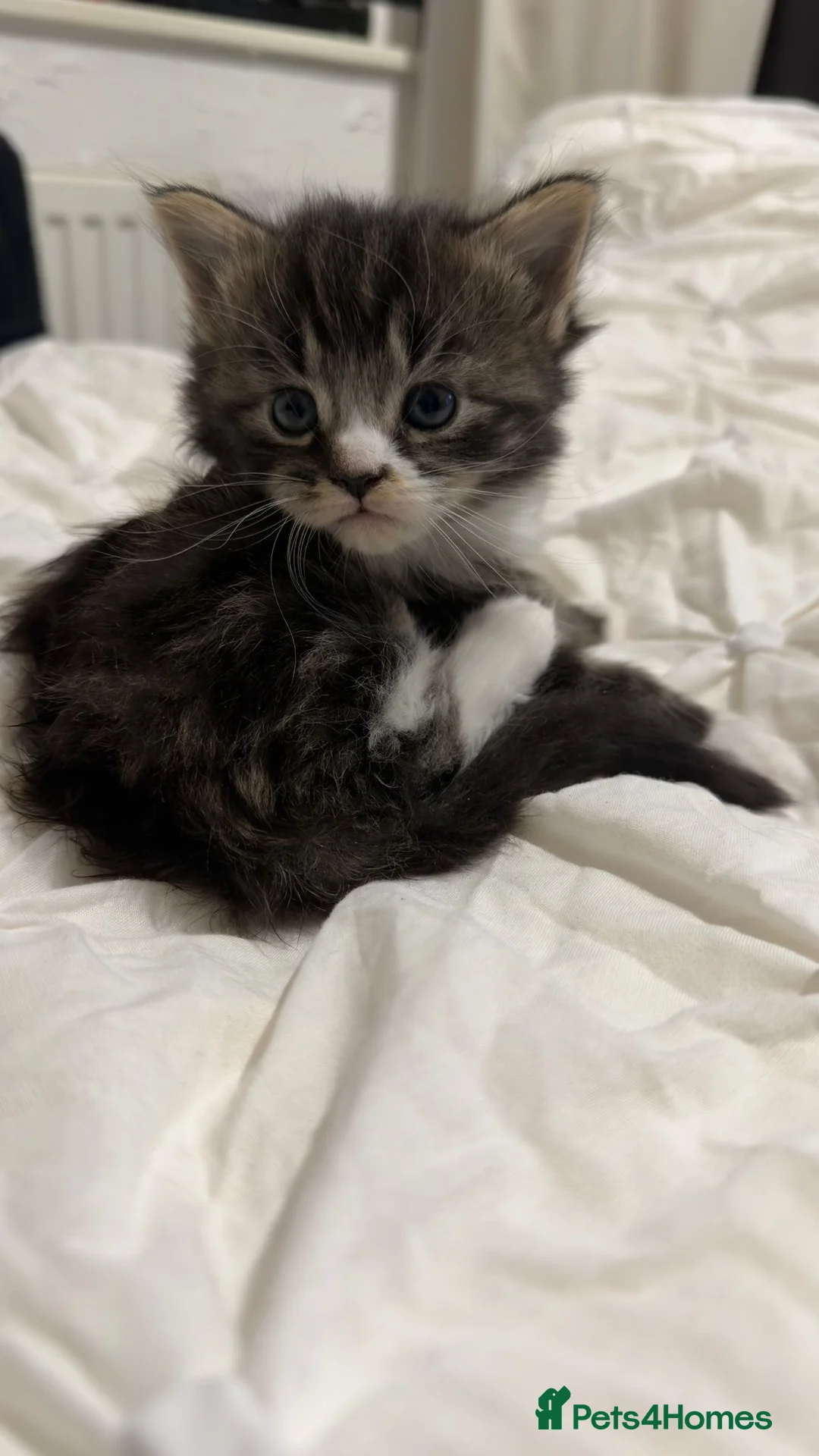Maine Coon cats for sale: Outstanding Maine coon kittens! - Advert 12