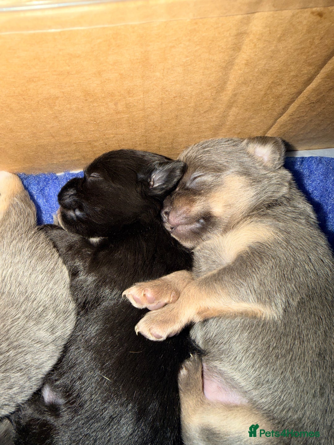 Pomchi dogs for sale: Beautiful litter of Pomchi - Advert 8