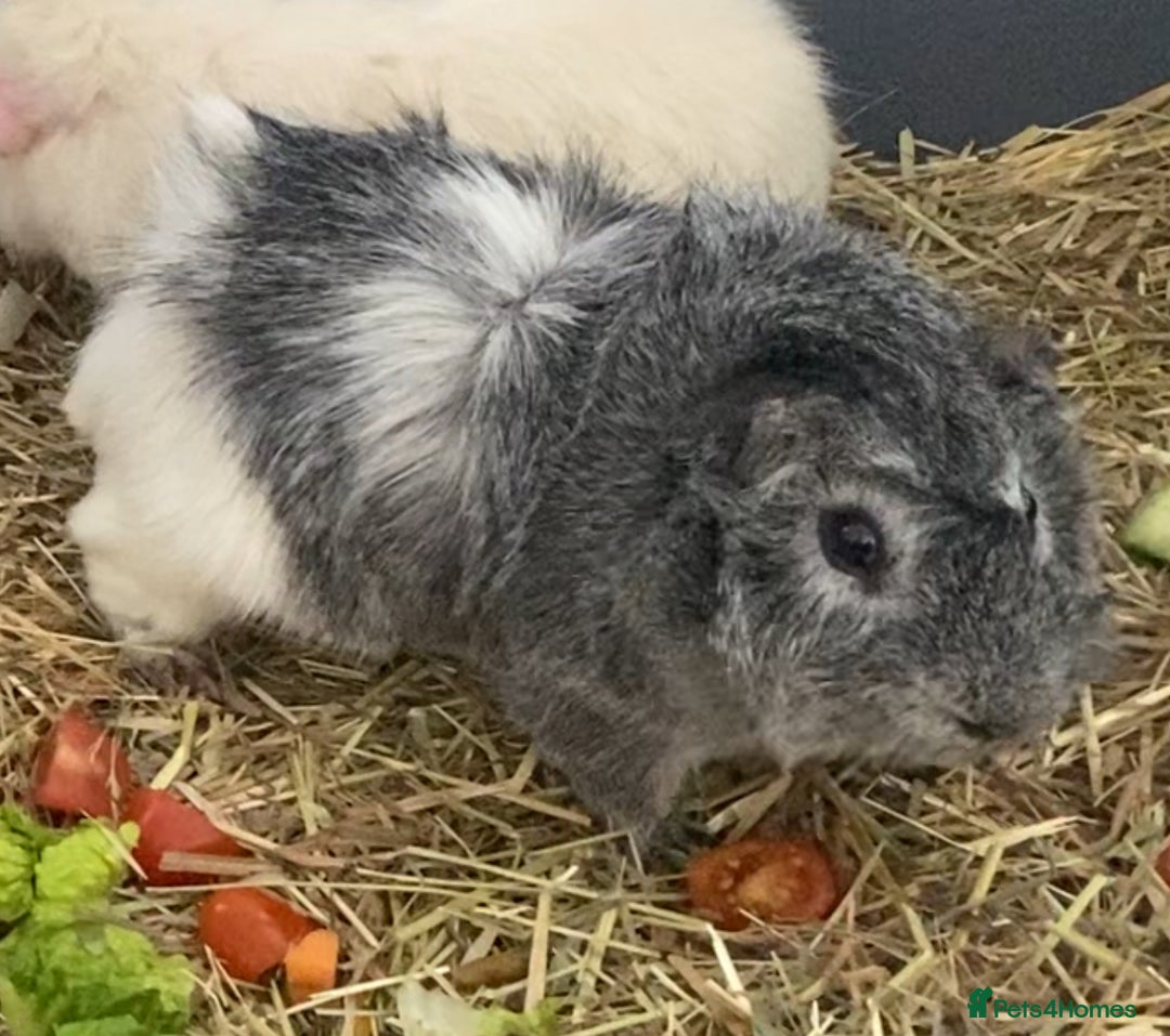 Guinea Pig rodents for sale: Abysinnian Rosette Guinea Pig  - Advert 5