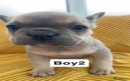 French Bulldog dogs for sale: Ready now!!! Rainbow litter - Image 12